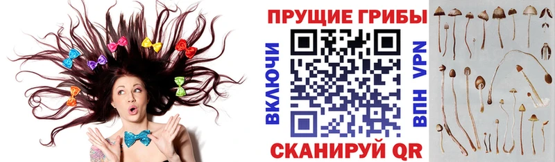 Псилоцибиновые грибы Cubensis  Купить  Партизанск 